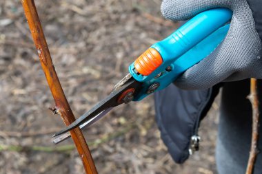 Bir meyve ağacını budamak - Baharda dalları kesmek