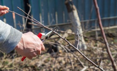 Budama makası ile budama dalları.