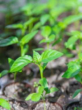 Small seedlings growing in a growing tray