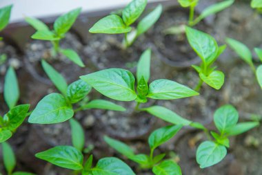 Small seedlings growing in a growing tray