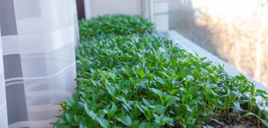 Small seedlings growing in a growing tray