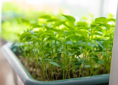 Small seedlings growing in a growing tray