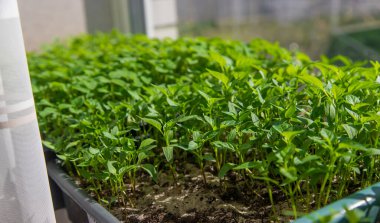 Small seedlings growing in a growing tray