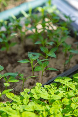 Small seedlings growing in a growing tray