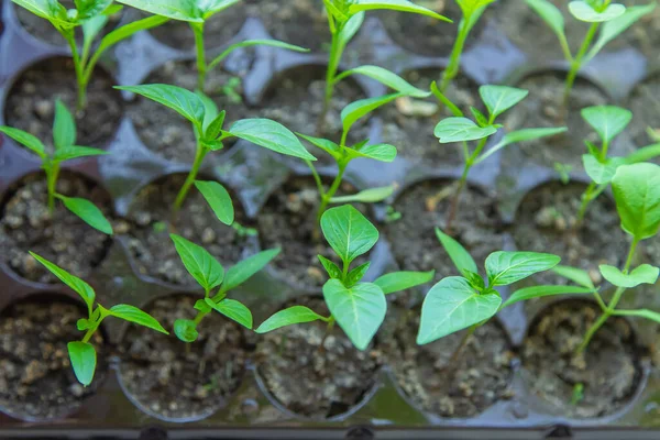 Small Seedlings Growing Growing Tray — Stock Fotó