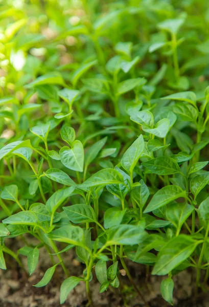 Small seedlings growing in a growing tray