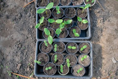 biyolojik olarak parçalanabilen torf yosun tencerelerde kopya alanı ile ahşap zemin üzerinde büyüyen saksı fidan