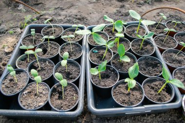 biyolojik olarak parçalanabilen torf yosun tencerelerde kopya alanı ile ahşap zemin üzerinde büyüyen saksı fidan