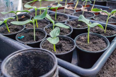 biyolojik olarak parçalanabilen torf yosun tencerelerde kopya alanı ile ahşap zemin üzerinde büyüyen saksı fidan