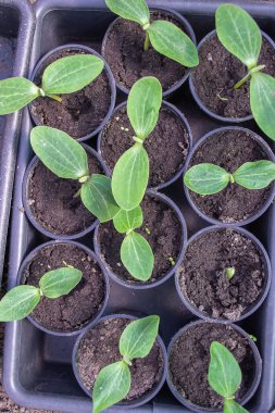 biyolojik olarak parçalanabilen torf yosun tencerelerde kopya alanı ile ahşap zemin üzerinde büyüyen saksı fidan