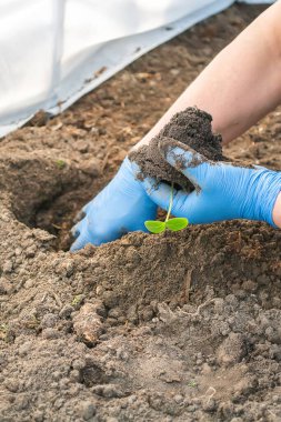 Young fresh cucumber seedling stands in plastic pots. cultivation of cucumbers in greenhouse.