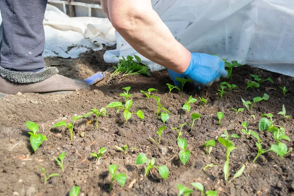 Seedlings Bell Pepper Cardboard Boxes — Zdjęcie stockowe