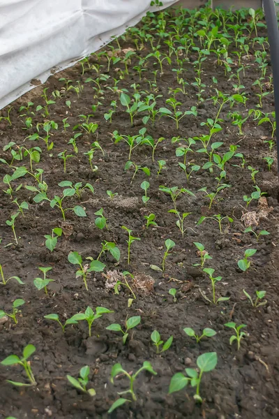 Seedlings Bell Pepper Cardboard Boxes — Zdjęcie stockowe