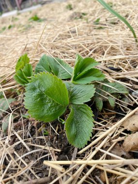 Çilekli kırsal çiftlik. Çilek bakımı