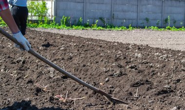 Patates tarlasında eski bir traktörle çalışıyor.