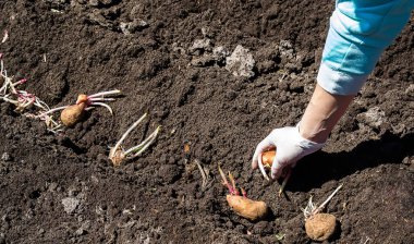 Patates tarlasında eski bir traktörle çalışıyor.