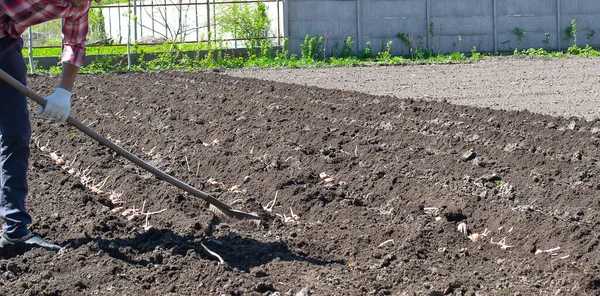 Praca Polu Ziemniaka Starym Ciągnikiem — Zdjęcie stockowe