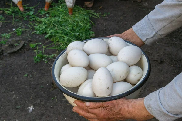 農場のガチョウや鶏卵をボウルに入れ — ストック写真