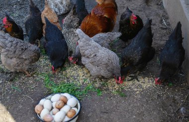 Çiftlikte kaz ve tavuk, kasede yumurta..