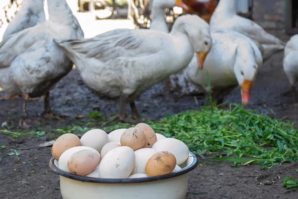 Husy Kuře Farmě Vejce Misce — Stock fotografie