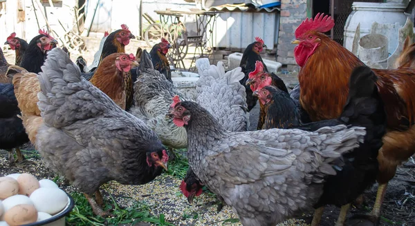 農場のガチョウや鶏卵をボウルに入れ — ストック写真