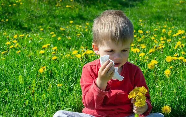 Anak Memetik Dan Mengendus Bunga Alergi Musim Semi — Stok Foto