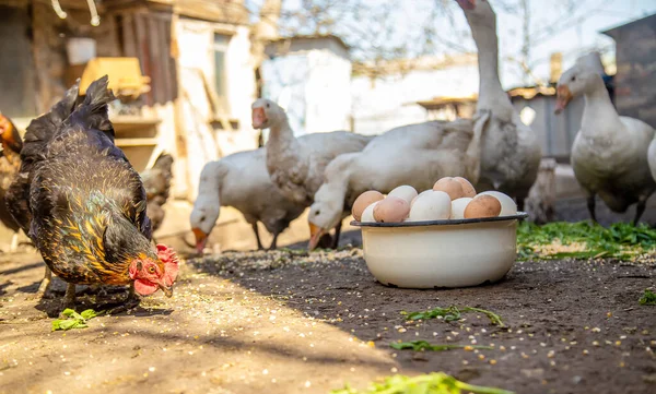 農場のガチョウや鶏卵をボウルに入れ — ストック写真