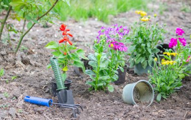 Çiçek tarlasına çiçek dikmek için saksıda çiçek konsepti, seçici odak