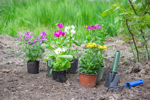 Concept of flowers in flowerpots for planting on a flower bed, Selective focus — Stock Photo, Image