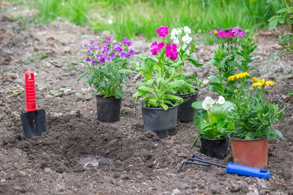 Concept of flowers in flowerpots for planting on a flower bed, Selective focus — Stock Photo, Image