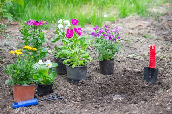 Concept of flowers in flowerpots for planting on a flower bed, Selective focus — Stock Photo, Image