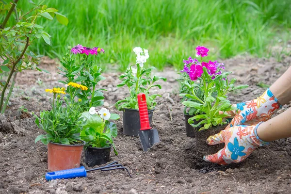 La ragazza pianta dei fiori nell'aiuola. Focus selettivo — Foto Stock