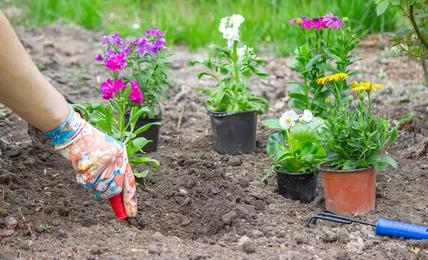 La ragazza pianta dei fiori nell'aiuola. Focus selettivo — Foto Stock