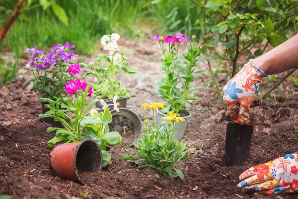 La jeune fille plante des fleurs dans le lit de fleurs. Concentration sélective — Photo