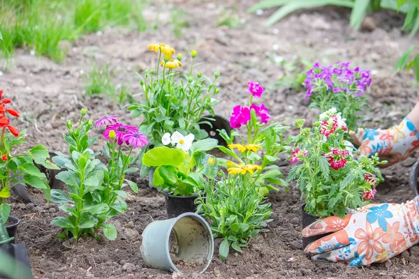 The girl plants flowers in the flowerbed. Selective focus — Stock Photo, Image