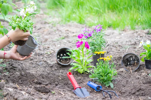 Teen Girl Helps Mother Plant Flowers Mom Her Daughter Were — Stock Photo, Image