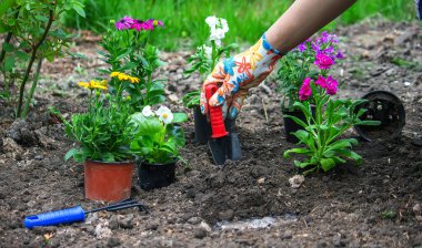 Kız çiçek tarlasına çiçek eker..