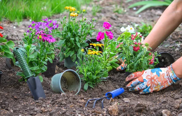 Girl Plants Flowers Flowerbed — Stock Photo, Image