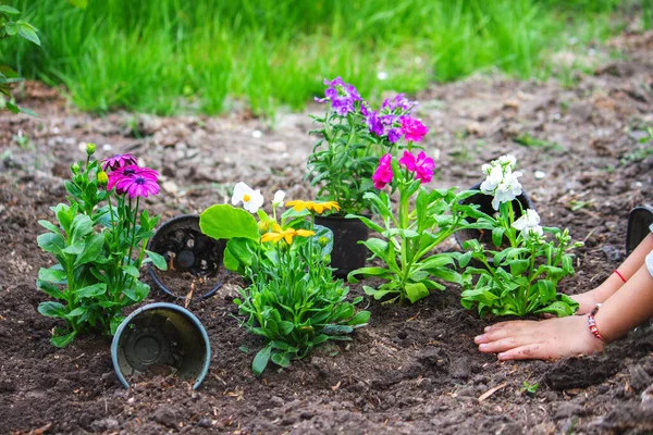 Menina Adolescente Ajuda Mãe Plantar Flores Mamãe Sua Filha Estavam — Fotografia de Stock