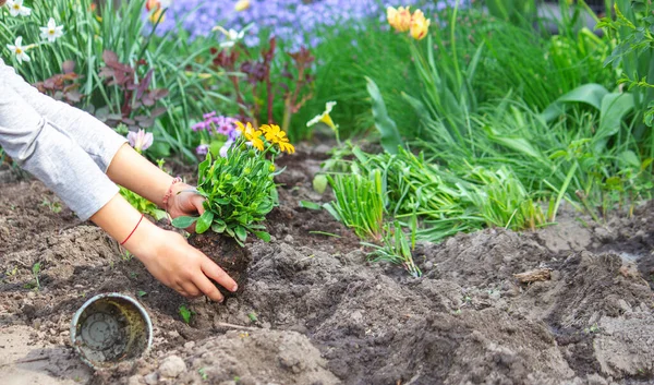 Teen Girl Helps Mother Plant Flowers Mom Her Daughter Were — Stock Photo, Image