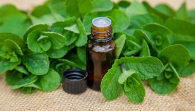 Küçük bir şişede nane yağı. Seçici odaklanma. Doğa.