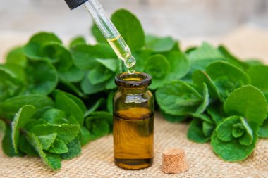 Küçük bir şişede nane yağı. Seçici odaklanma. Doğa.
