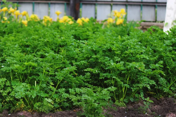 野菜の庭農場の庭の植物のベッド 選択的焦点 — ストック写真