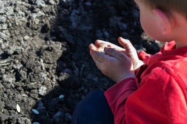 çocuk çiftlikte balkabağı eker, seçici odaklanma