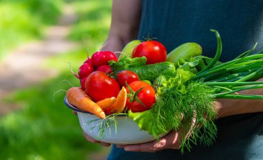 Mavi elbiseli çiftçi olgun sebzeleri elinde tutuyor. Havuç, pembe turp, kabak, salatalık, soğan. Plastik yok, atık yok, ekoloji seçici odaklanma