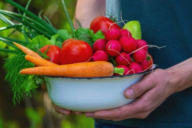 Mavi elbiseli çiftçi olgun sebzeleri elinde tutuyor. Havuç, pembe turp, kabak, salatalık, soğan. Plastik yok, atık yok, ekoloji seçici odaklanma