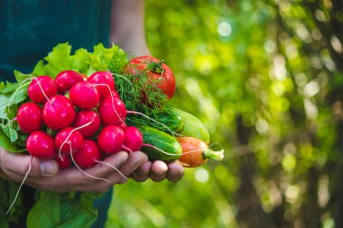 Mavi elbiseli çiftçi olgun sebzeleri elinde tutuyor. Havuç, pembe turp, kabak, salatalık, soğan. Plastik yok, atık yok, ekoloji seçici odaklanma