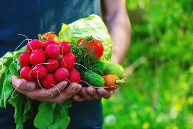 Mavi elbiseli çiftçi olgun sebzeleri elinde tutuyor. Havuç, pembe turp, kabak, salatalık, soğan. Plastik yok, atık yok, ekoloji seçici odaklanma