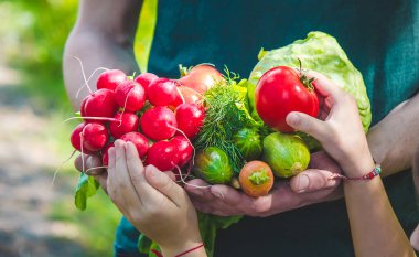 Bahçede bir adam ve çocuğu ellerinde sebzelerle. Seçici odaklanma. Doğa.
