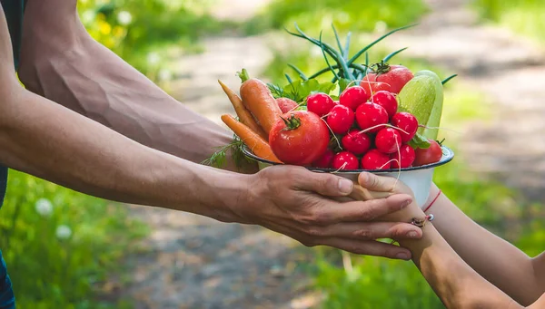 Bahçede Bir Adam Çocuğu Ellerinde Sebzelerle Seçici Odaklanma Doğa — Stok fotoğraf
